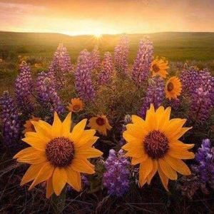 Meet your Posher, Pat